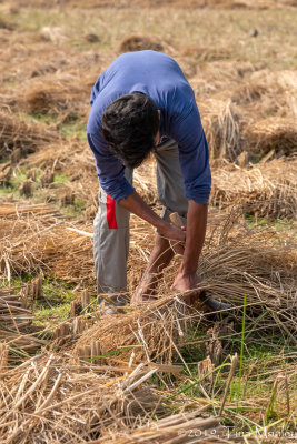 Rice Harvest