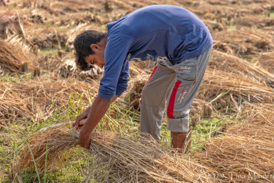 Rice Harvest