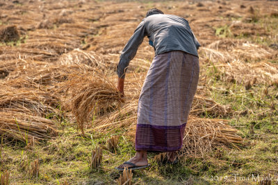 Rice Harvest