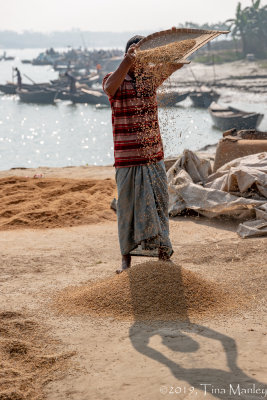 Winnowing the Rice