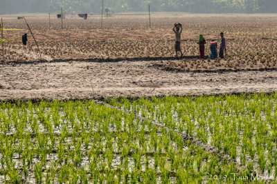 Harvesting Mud