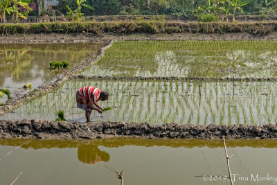 Planting Rice