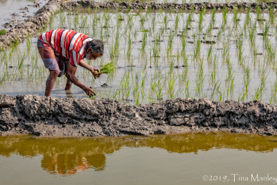 Planting Rice, III