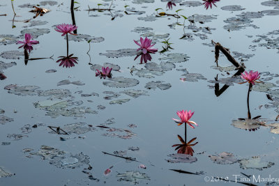 Water Lilies