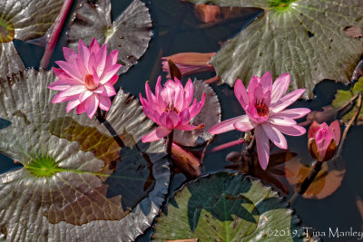 Water Lilies, II
