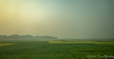 Dawn Over Rice Fields