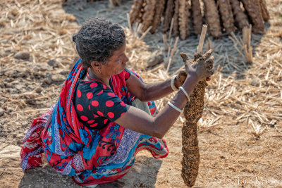 Making Dung Sticks, II