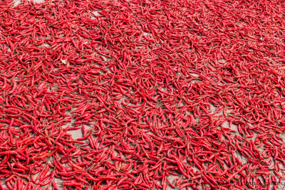 Drying Chilies