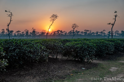 Sunset Over Tea Plantation