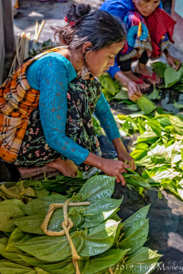 Packaging Betel Leaves, II