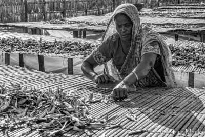 Drying Fish