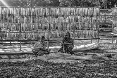 Drying Fish, II
