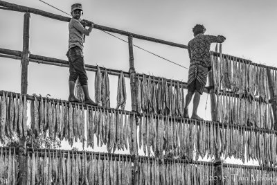 Hanging the Fish