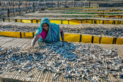 Drying Fish