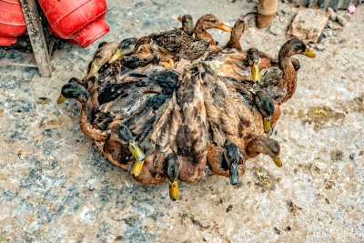 Basket of Ducks