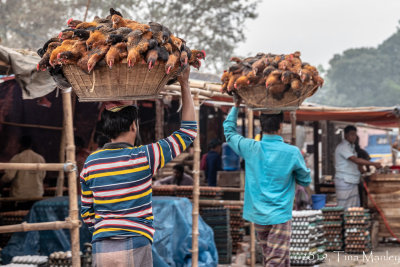 Chickens and Eggs