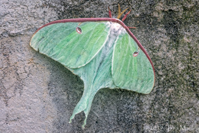 Luna Moth