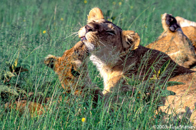 Female Lion with cub, II