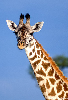 Maasai Giraffe, Giraffa camelopardalis