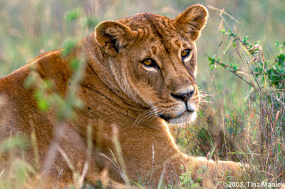 Female Lion, III