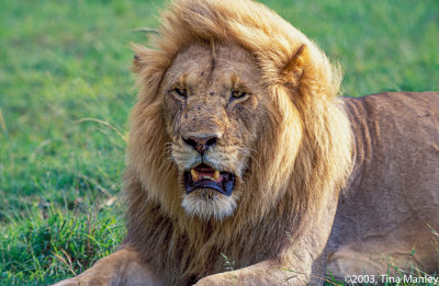 Male Lion, Panthera leo