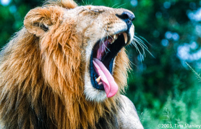 Leo, Yawning