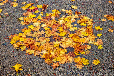 Fall Puddle