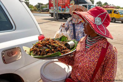 Fried Bugs for Sale!