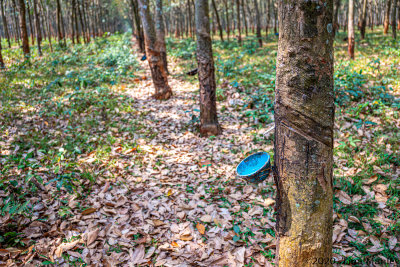 Tapping Rubber Trees
