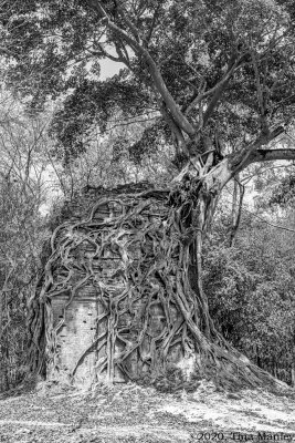Tree and Temple