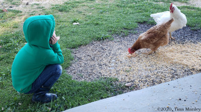 Watching Chickens Eat