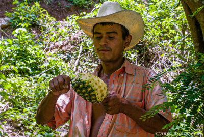 Fresh Pineapple