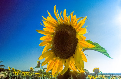 Sunflower Field