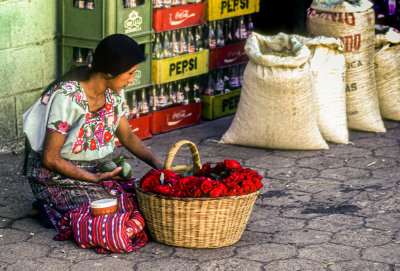 Roses for Sale, Panajachel