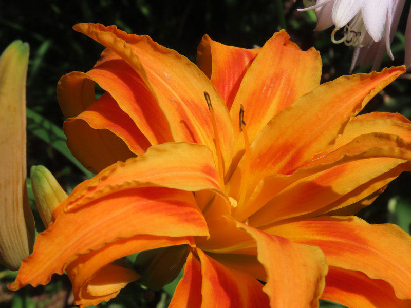 Double Day Lily