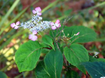 Flowers Sister Grows