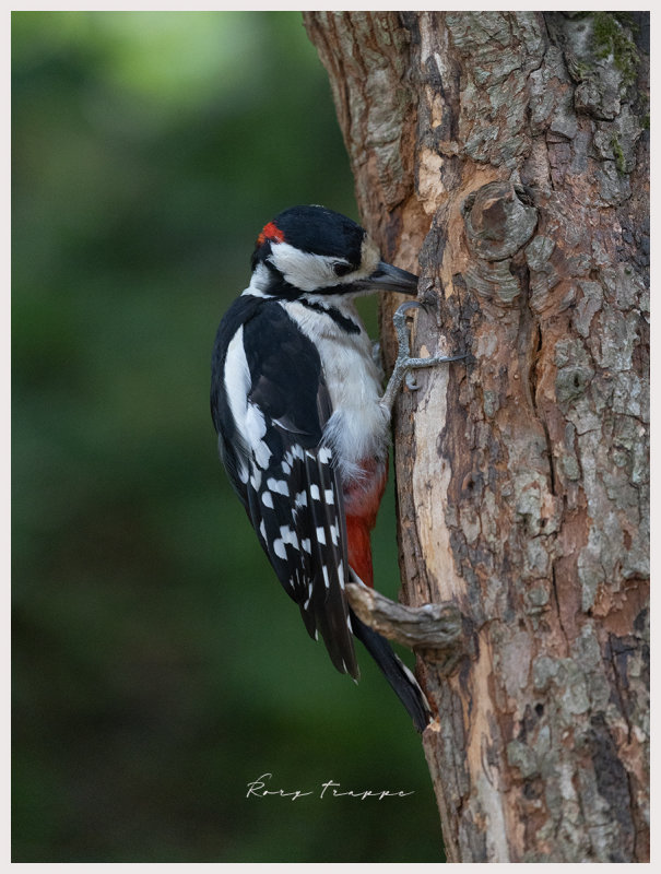 pecker.jpg