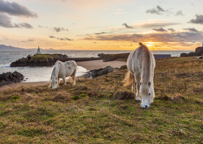 two ponies grazing.jpg