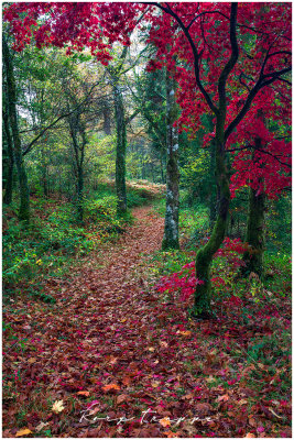 Autumn near Betws y Coed