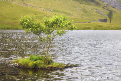 Lonely tree at Cwm orthin