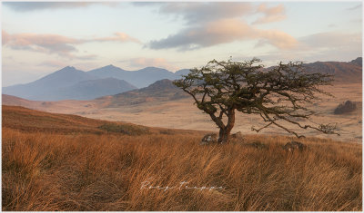A tree in Cwm Edno with Yr Wyddfa in the background