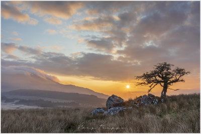 Lonely tree at Cwm Edno