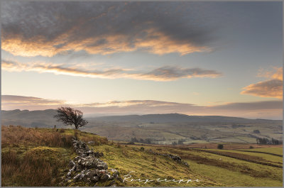 Tree at the foot of Manod mawr