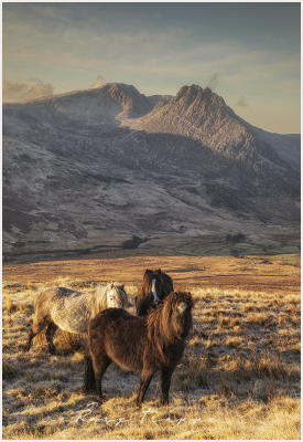 Carneddau ponies