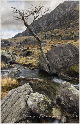 Tree vs Rock