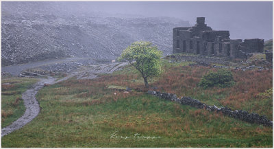 Cwmorthin terrace with tree.jpg