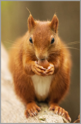 Red Squirrel  - Close up