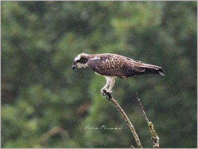 Osprey