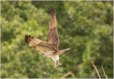 juvenile_osprey