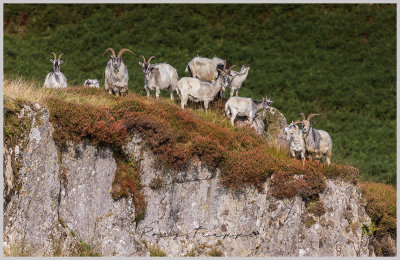 Wild goats at Cwm Edno